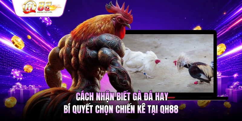 Cách Nhận Biết Gà Đá Hay - Bí Quyết Chọn Chiến Kê Tại QH88
