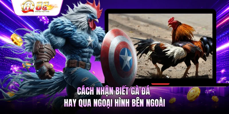 Cách nhận biết gà đá qua thế vảy quý hiếm
