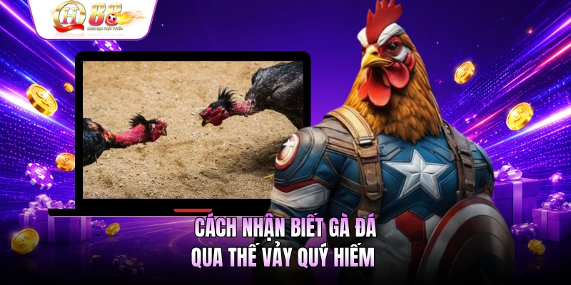 Cách nhận biết gà đá hay qua ngoại hình bên ngoài