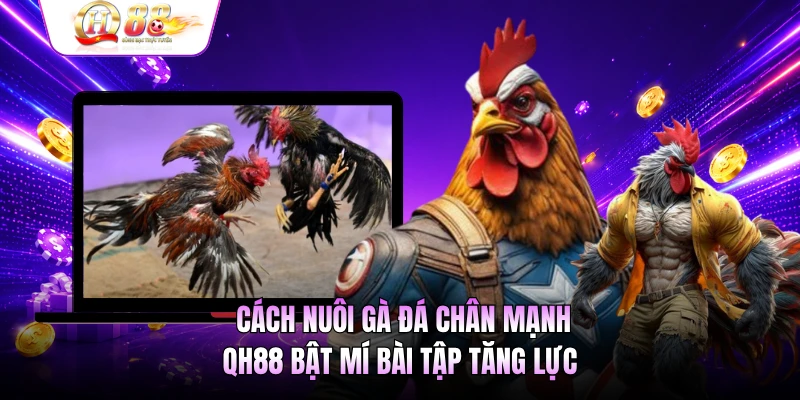 Cách Nuôi Gà Đá Chân Mạnh - QH88 Bật Mí Bài Tập Tăng Lực