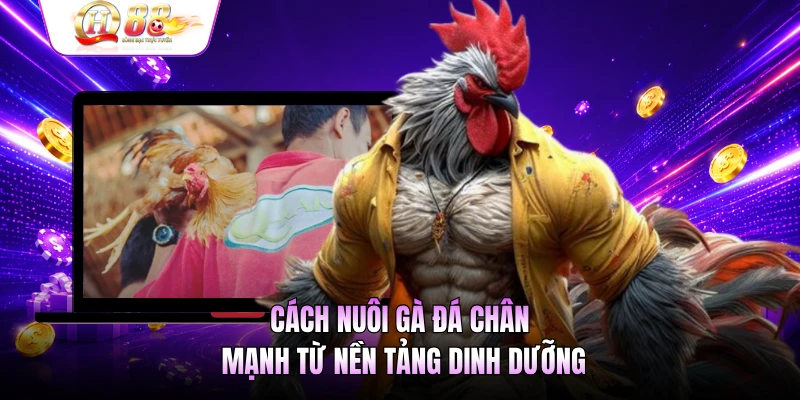 Cách nuôi gà đá chân mạnh từ nền tảng dinh dưỡng
