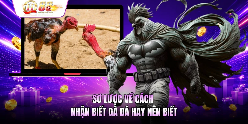 Sơ lược về cách nhận biết gà đá hay nên biết