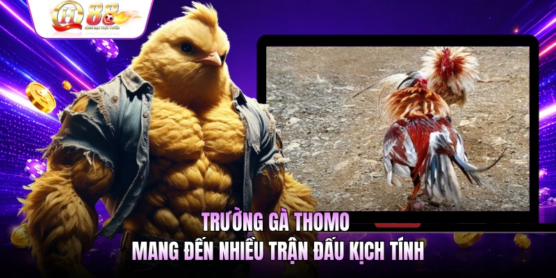 Trường gà Thomo mang đến nhiều trận đấu kịch tính